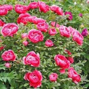 Herbaceous vs. Tree vs. Itoh Peonies: Which Is Best?