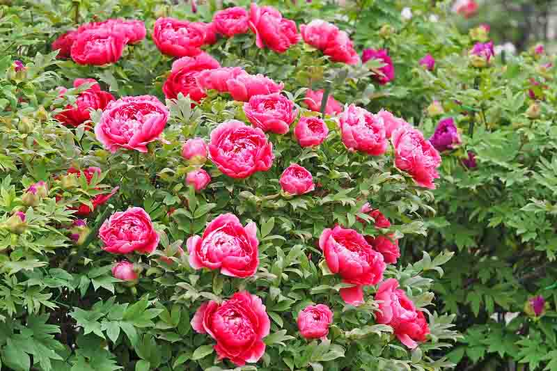 Herbaceous vs. Tree vs. Itoh Peonies: Which Is Best?