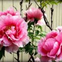 Pink tree peonies, Why Is My Peony Not Blooming? 12 Causes and Fixes