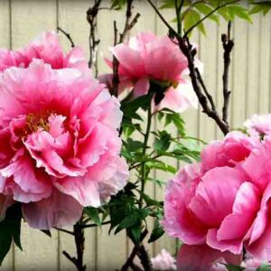 Pink tree peonies, Why Is My Peony Not Blooming? 12 Causes and Fixes
