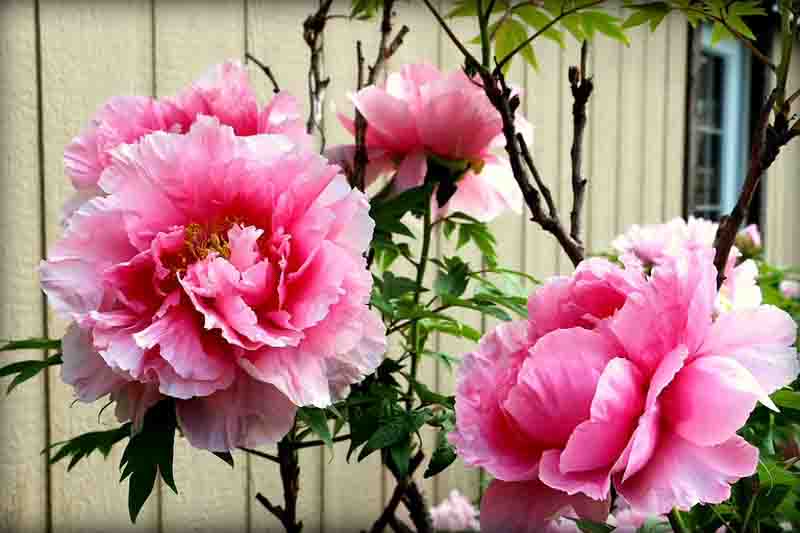 Pink tree peonies, Why Is My Peony Not Blooming? 12 Causes and Fixes