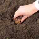 Planting Lilium Bulbs