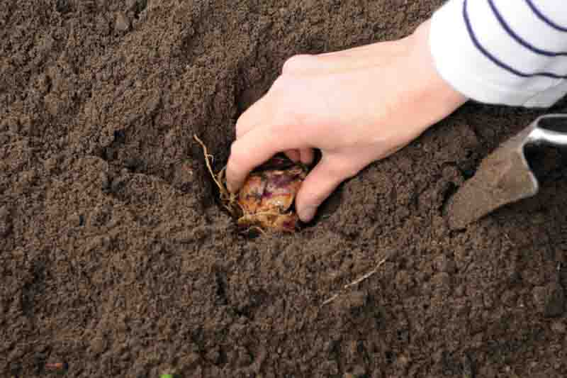 Planting Lilium Bulbs