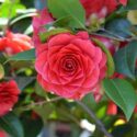 Best Camellias for Small Gardens, Hedges and Screens