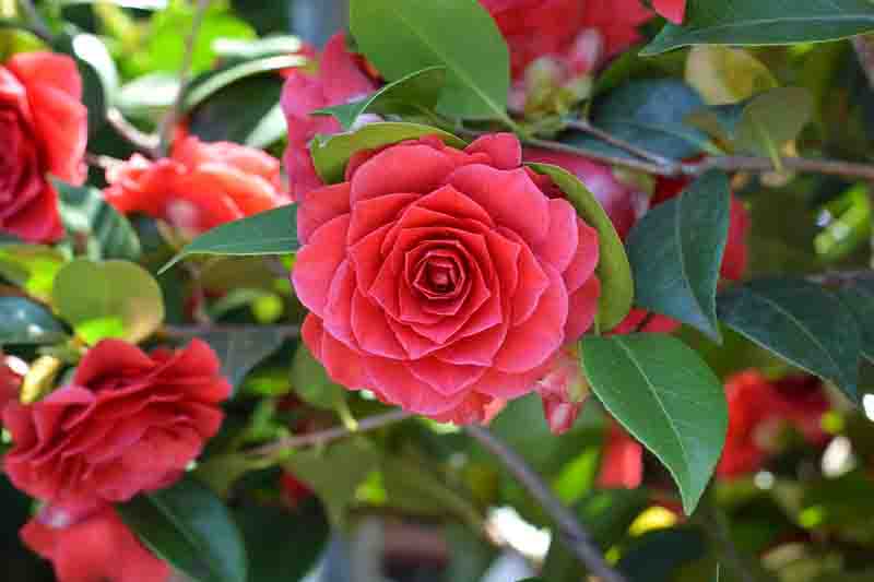 Best Camellias for Small Gardens, Hedges and Screens