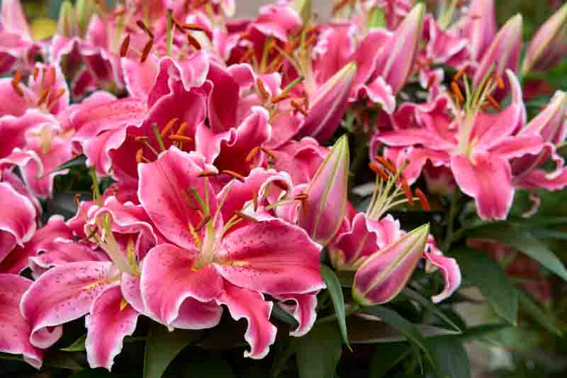 Roselily Oriental Starlight Express, Oriental Lily