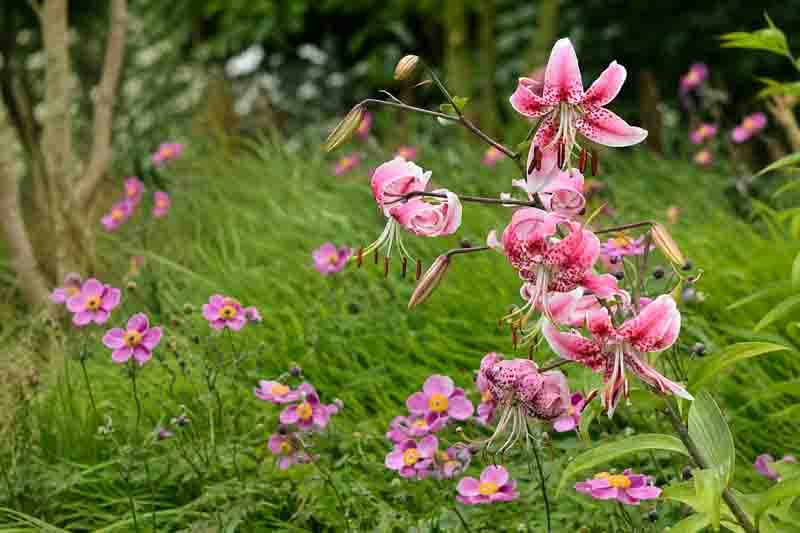 Speckled Lilies in a Lush Garden with anemones