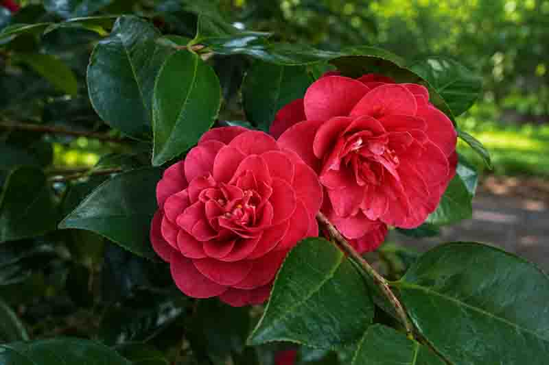 Vibrant Camellia Lady Campbell Blooms in Garden Light