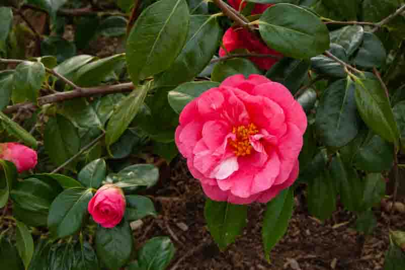 Vibrant Pink Camellia Drama Girl in Bloom