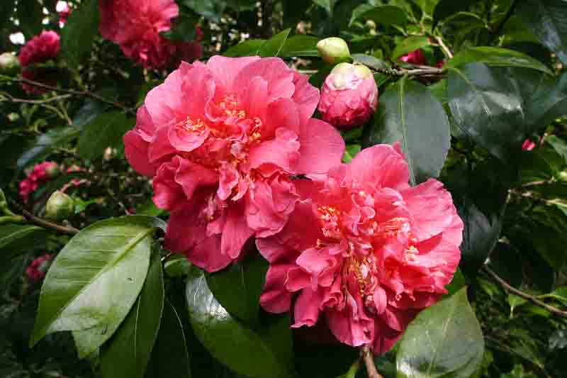 Vibrant Pink Camellias Scentsation in Bloom