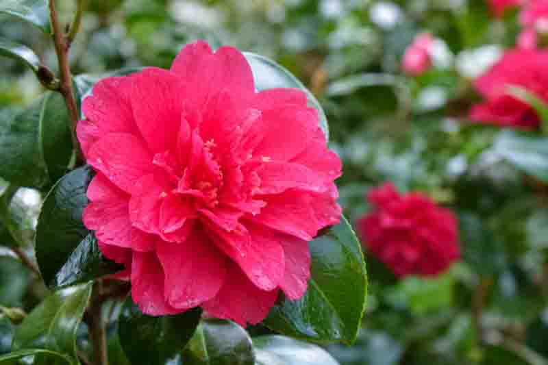 Vivid Pink Camellia Bonanza in Bloom