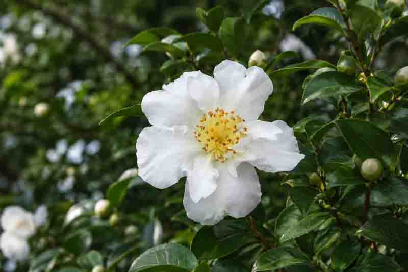 White Camellia Setsugekka in Lush Foliage
