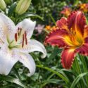 Lily or daylily? Learn the key differences in leaves, stems, roots, bulbs, flowers, bloom life, toxicity, and plants falsely called lilies.