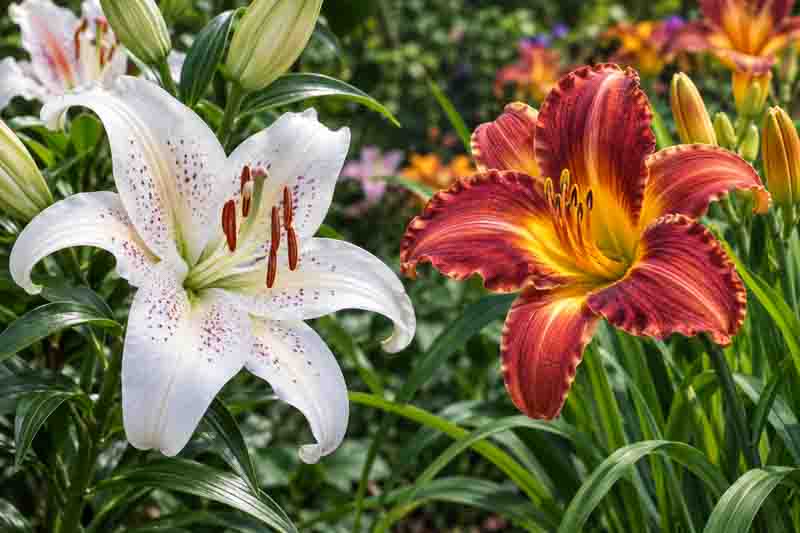 Lily or daylily? Learn the key differences in leaves, stems, roots, bulbs, flowers, bloom life, toxicity, and plants falsely called lilies.