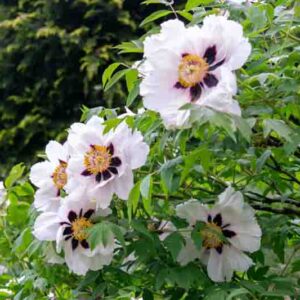 White tree Moutan peony flowers shrub in bloom