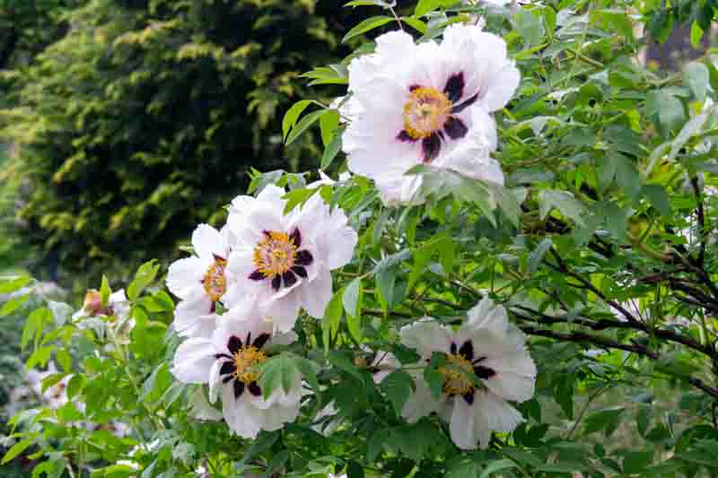 White tree Moutan peony flowers shrub in bloom