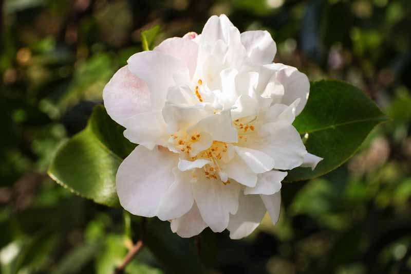 camellia scentuous, White camellia bloom