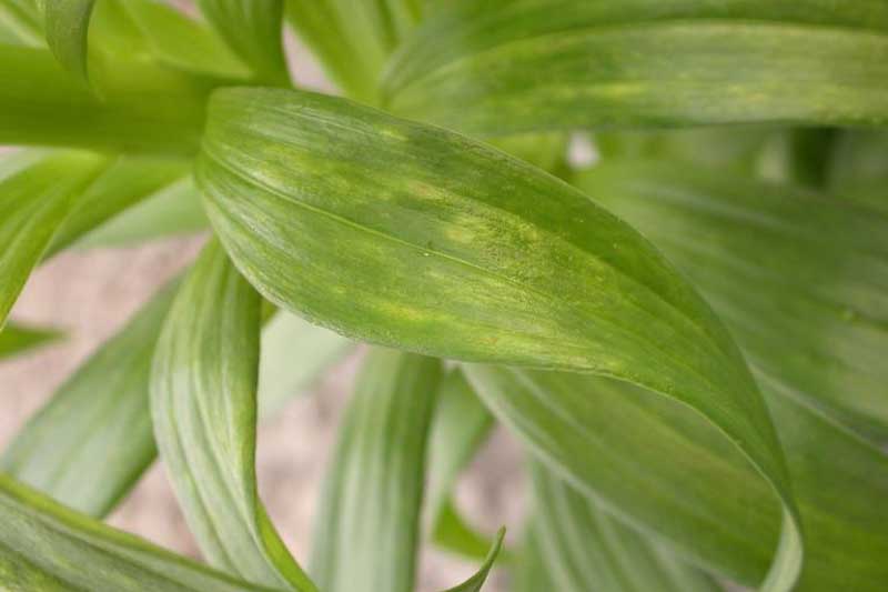 cucumber mosaic virus on lily