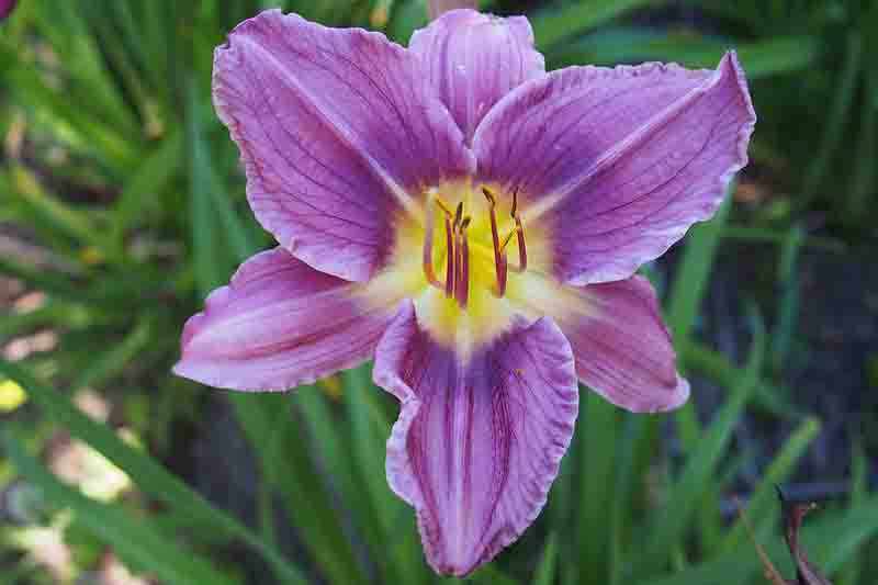 Hemerocallis 'Prairie Blue Eyes' lavender daylily with blue-purple eye