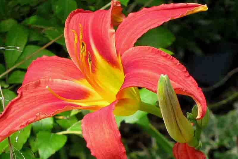 Hemerocallis Autumn Accent, Daylily Autumn Accent, Very Late Daylily