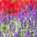 Annual salvia, annual Salvias, Scarlet Sage, Mealy Cup Sage, Gentian Sage, Annual Flowers, Summer Flowers