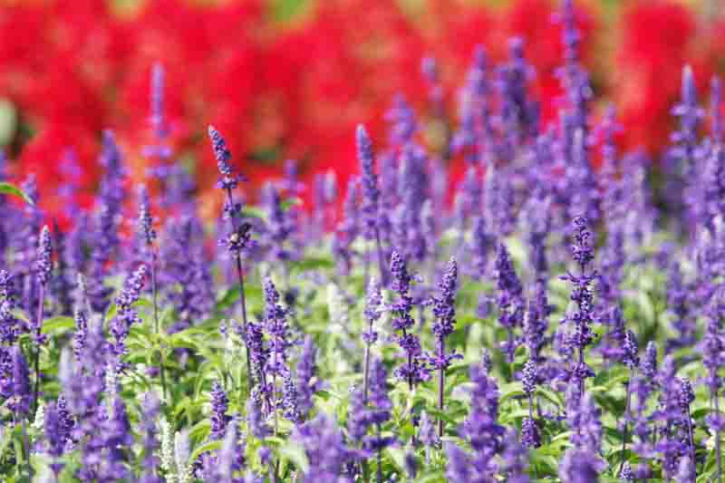 Annual salvia, annual Salvias, Scarlet Sage, Mealy Cup Sage, Gentian Sage, Annual Flowers, Summer Flowers