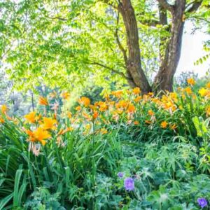 Hemerocallis, Daylilies, Daylily, Yellow daylily, Yellow Daylilies