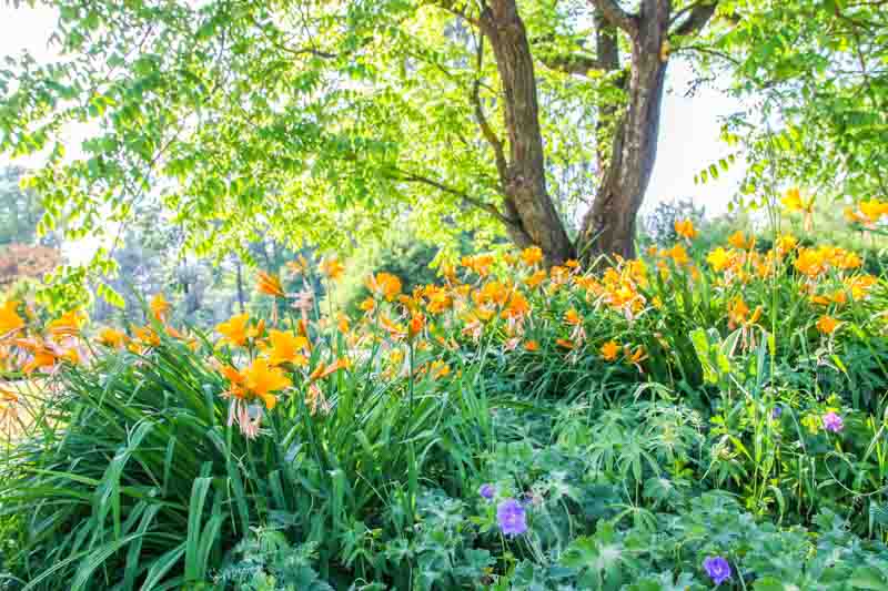 Hemerocallis, Daylilies, Daylily, Yellow daylily, Yellow Daylilies