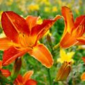 Hemerocallis, Daylily, Daylilies