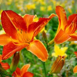 Hemerocallis, Daylily, Daylilies