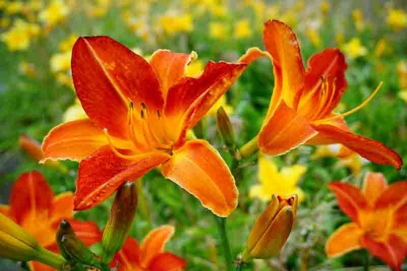 Hemerocallis, Daylily, Daylilies