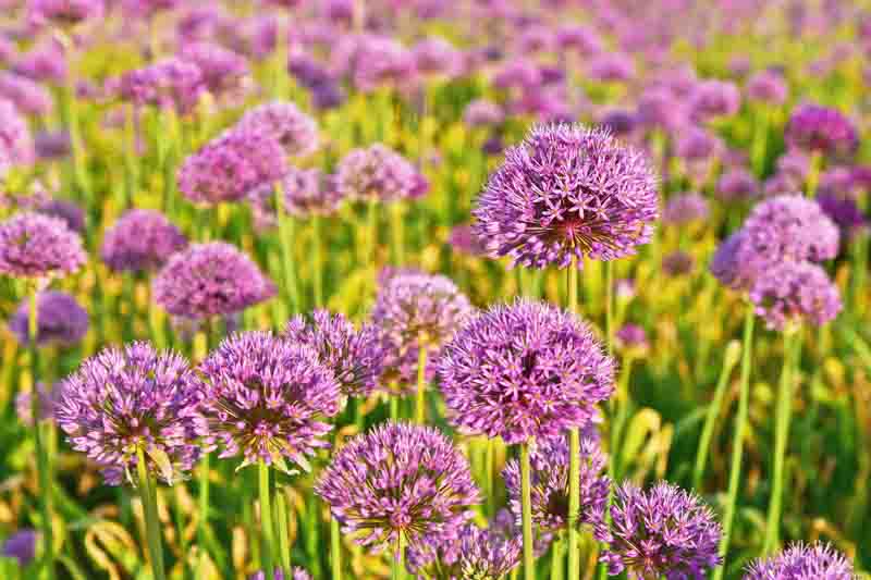 Ornamental alliums in the garden