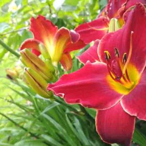 Hemerocallis, Daylily, Daylilies
