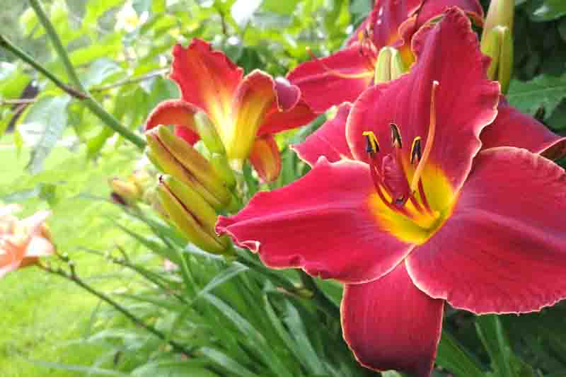 Hemerocallis, Daylily, Daylilies