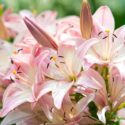 Lilies, Lilium, Lily - Flowers are large, often fragrant, and are presented in a wide range of colors, including white, yellow, oranges, pink, red and purple. Marking includes spots and brush strokes.