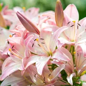 Lilies, Lilium, Lily - Flowers are large, often fragrant, and are presented in a wide range of colors, including white, yellow, oranges, pink, red and purple. Marking includes spots and brush strokes.