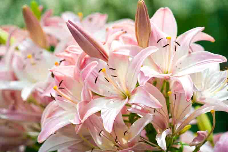 Lilies, Lilium, Lily - Flowers are large, often fragrant, and are presented in a wide range of colors, including white, yellow, oranges, pink, red and purple. Marking includes spots and brush strokes.