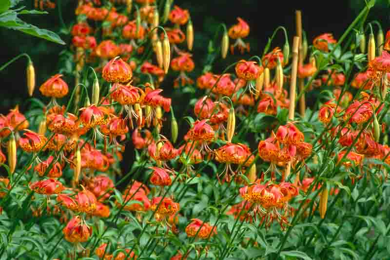 Flowers of Leopard Lily, Lilium pardalinum