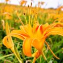 Hemerocallis fulva, orange daylily, ditch lily, tawny daylily, native alternatives to daylilies