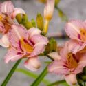 Hemerocallis, Daylily, Daylilies