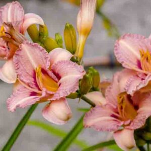 Hemerocallis, Daylily, Daylilies