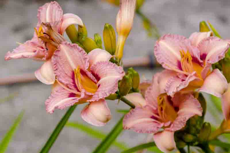 Hemerocallis, Daylily, Daylilies