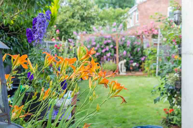 Hemerocallis, Daylily, Daylilies
