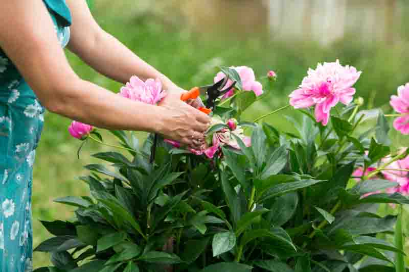 How to grow peonies, Pruning peonies