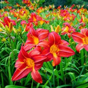 Hemerocallis, Daylily, Daylilies