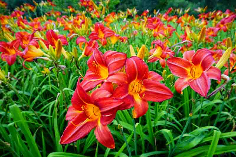 Hemerocallis, Daylily, Daylilies