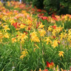 Hemerocallis, Daylily, Daylilies
