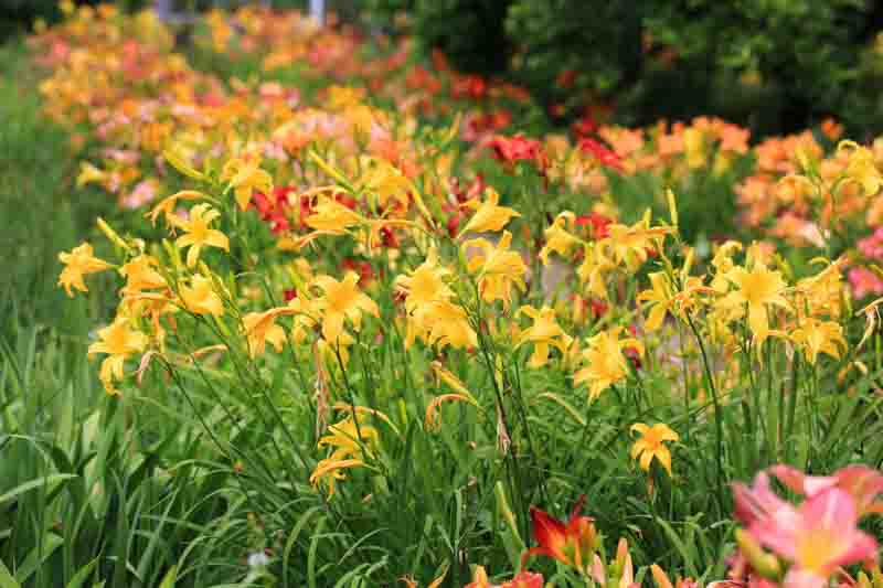 Hemerocallis, Daylily, Daylilies