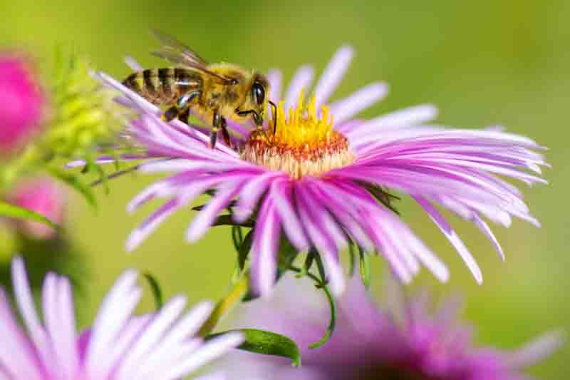 Butterfly Garden, Attract Butterflies,