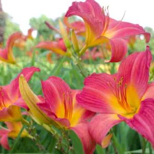 Pink Hemerocallis, Pink Daylily, Pink Daylilies